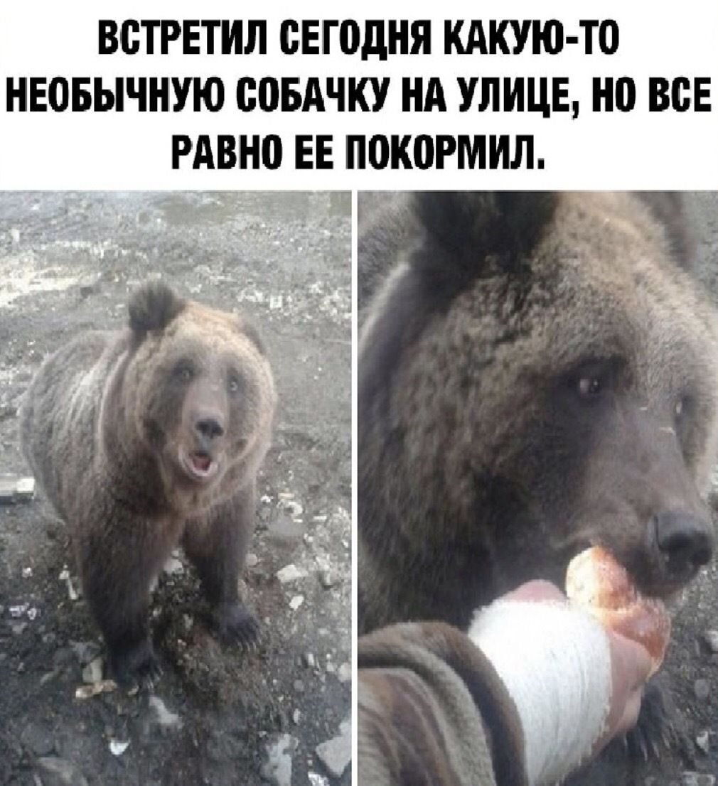 ВСТРЕТИЛ СЕГОДНЯ КАКУЮ ТО НЕОБЫЧНУЮ ВПБАЧКУ НА УЛИЦЕ НП ВСЕ РАВНО ЕЕ покормил