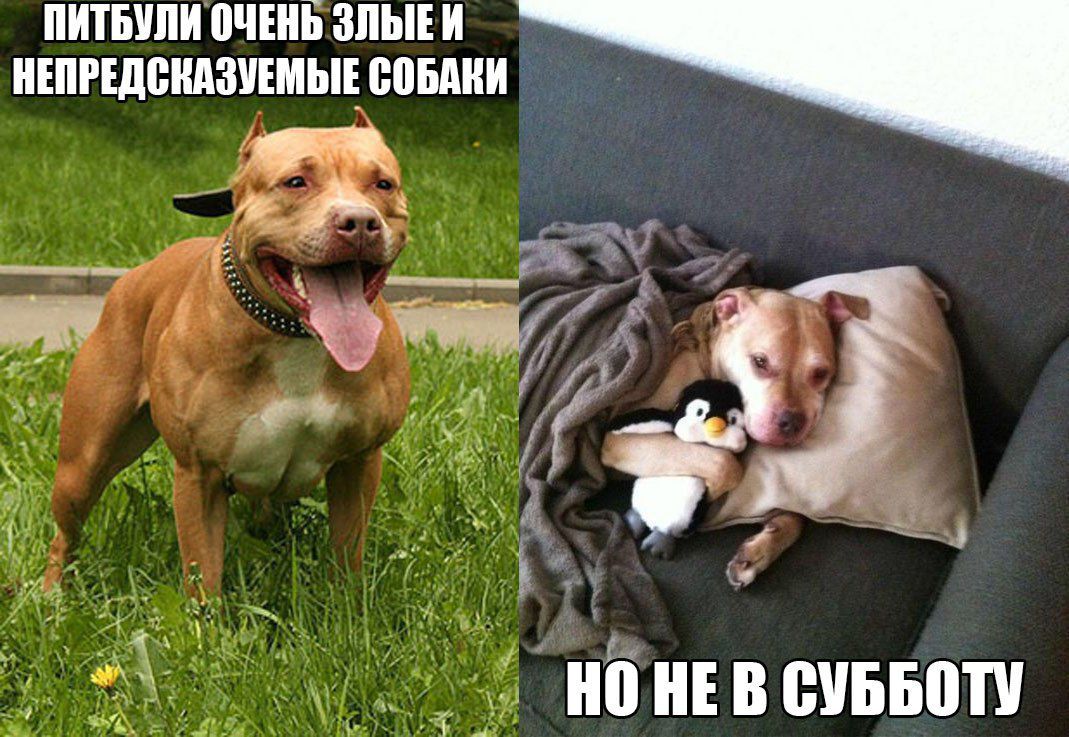 ШШШ МШБ ЗЛЫЕ И ИШРШЁИАЗУШЫЕ ППБМШ