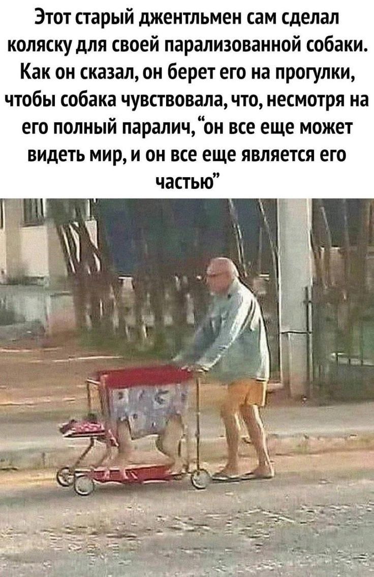 Этот старый джентльмен сам сделал коляску для своей парализованной собаки Как он сказал он берет его на прогулки чтобы собака чувствовала что несмотря на его полный параличон все еще может ВИДЕТЬ МИР И ОН все еще ЯВЛЯЕТСЯ его