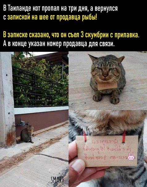 ВТаипаидв кот пропал на три дни а вернулся с земский на шее ш прпдевца рыбы Взаппске сказано что он въвп 3 скумбрии с прилавка Ав кпице указан номер прпданца для сним
