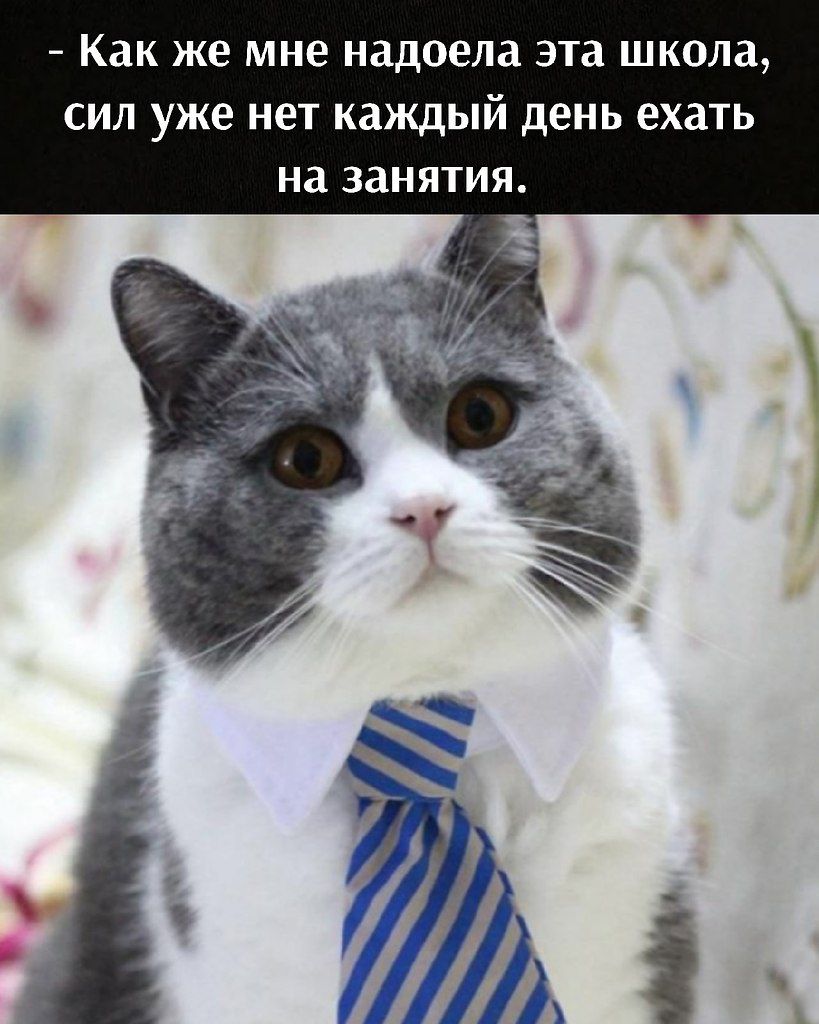 Как же мне надоела эта ШКОЛЗ СИЛ уже НЕТ каждый день ехать На занятия