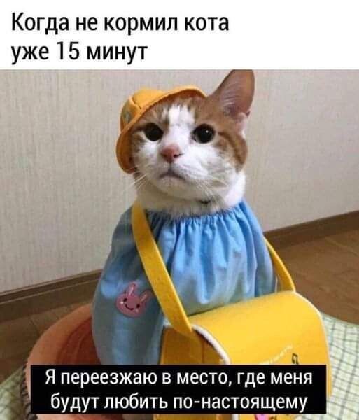 Когда не кормил кота уже 15 минут 1 Я переезжаю в место где меня будут любить по насто ему
