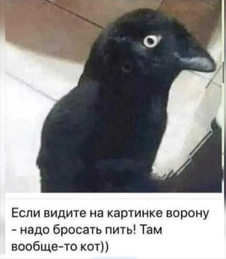 Если видите на картинке ворону надо бросать пить Там вообщето кот