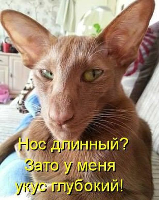 Бкбщматрица ОЮГПЁШХШ