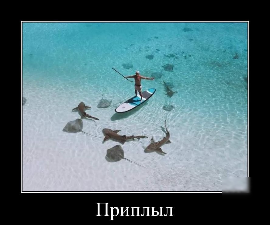 Приплыл