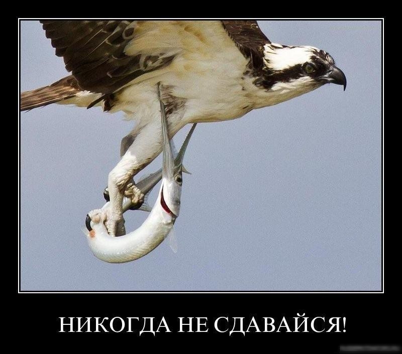 НИКОГДА НЕ СДАВАЙСЯ