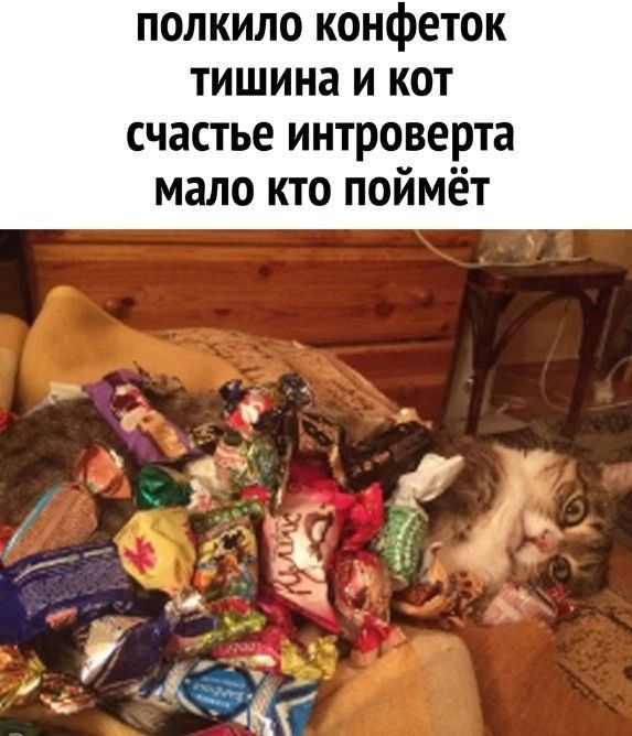 ПОЛКИЛО КОНФЕТОК ТИШИНЗ И КОТ счастье интроверта мало кто поймёт ч ая и і діёх