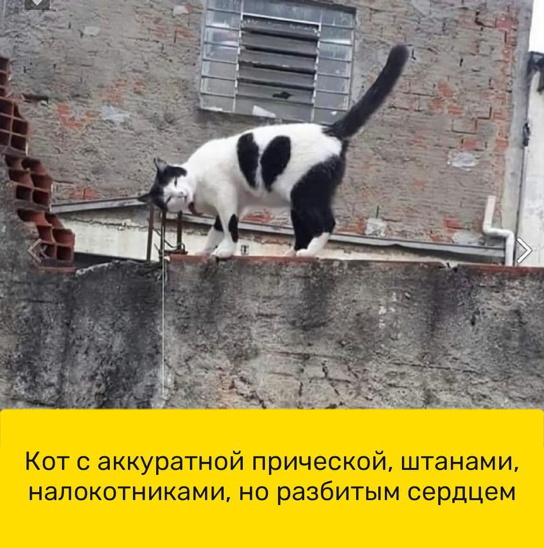 Кот с аккуратной прической штанами напокатниками но разбитым сердцем
