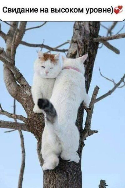 Свидание на высоком уровне__