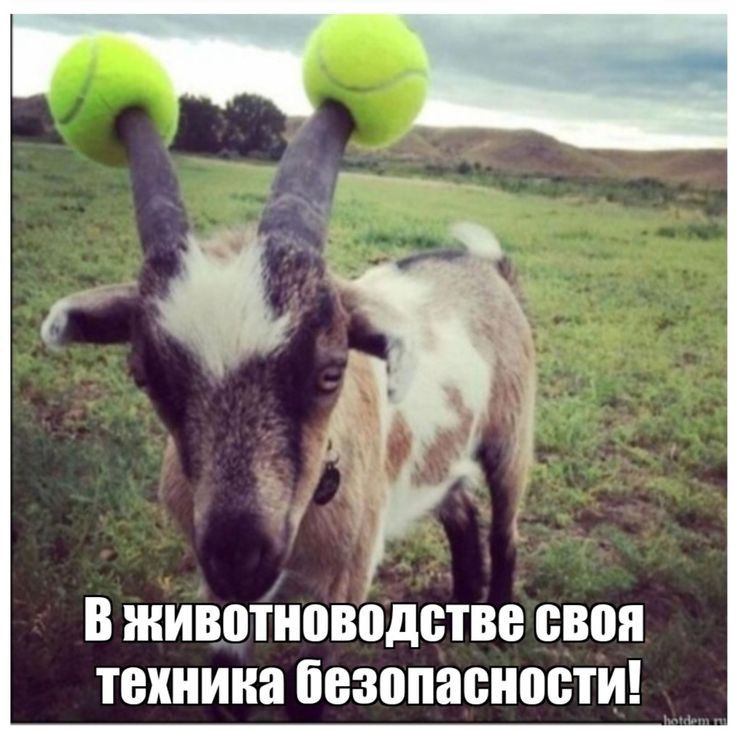 в животноводстве своп техника безопасности