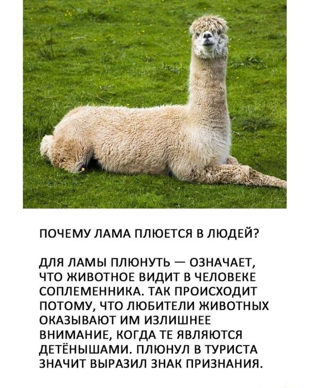 ПОЧЕМУ ЛАМА ППЮЕТСЯ В ЛЮДЕЙ дЛЯ ЛАМЫ ПЛЮНУТЬ ОЗНАЧАП ЧТО ЖИВОТНОЕ ВИДИТ В ЧЕЛОВЕКЕ СОПЛЕМЕННИКА ТАК ПРОИСХОДИТ ПОТОМУ ЧТО ЛЮБИТЕЛИ ЖИВОТНЫХ ОКАЗЫВАЮТ ИМ ИЗЛИШНЕЕ ВНИМАНИЕ КОГДА ТЕ ЯВЛЯЮТСЯ ДЕТЁНЫШАМИ ПЛЮНУЛ ВТУРИСГА ЗНАЧИТ ВЫРАЗИЛ ЗНАК ПРИЗНАНИЯ