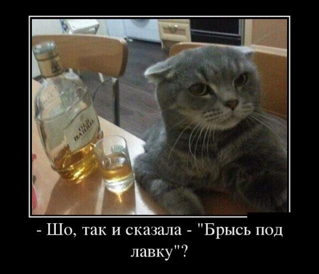 Шо так и сказала Брысь под лавку