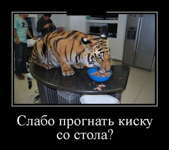 Слабо прогнать киску со стола