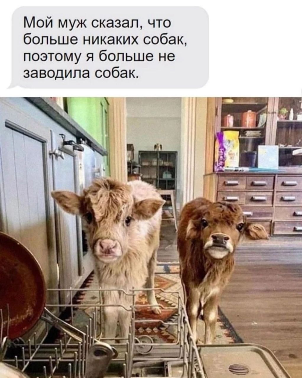 Мой муж сказал что больше никаких собак поэтому я больше не заводила собак