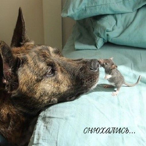 ОНЮХМИМ