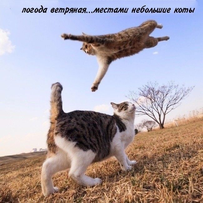 пагода аетряиммешмп небольшие кипы