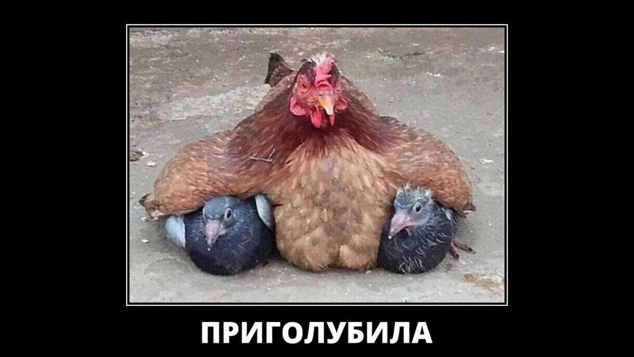 ПРИГОЛУБИЛА