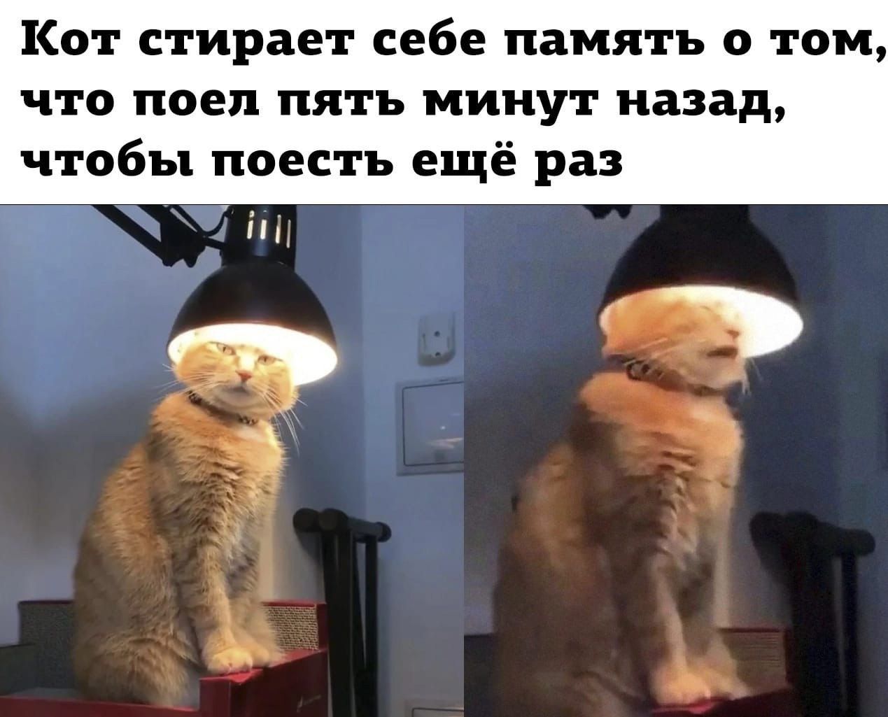КОТ стирает себе память 0 ТОМ что поел пять минут назад чтобы поесть ещё раз