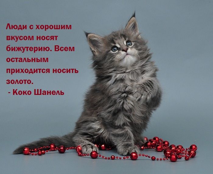 А с хорошим пути носят бижутерию Всем ым приходится носить илшь Коко Шпици