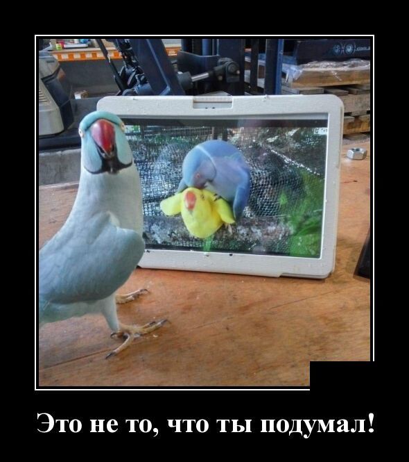 Это не то что ты подумал