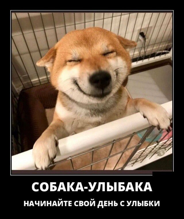 СОБАКА УЛ ЫБАКА ндчиндйтн свой день упывки
