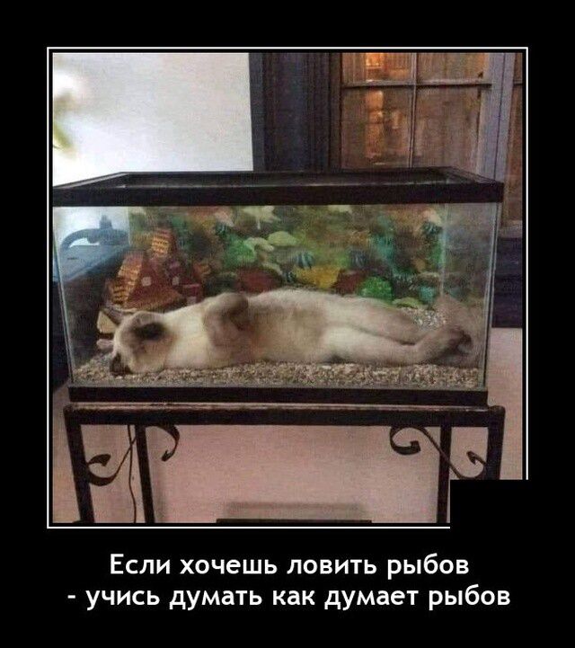 Если хочешь ловить рыбов учись думать как думает рыбов