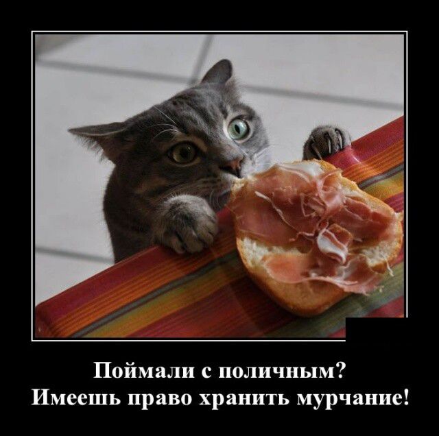 Поймали с поличным Имеешь право хранить мурчание