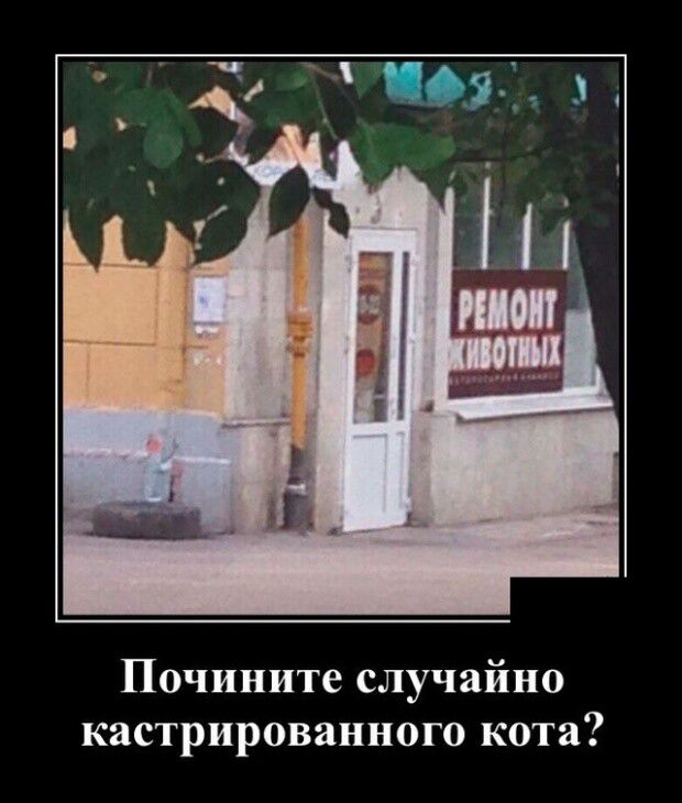Почините случайно кастрированного кота
