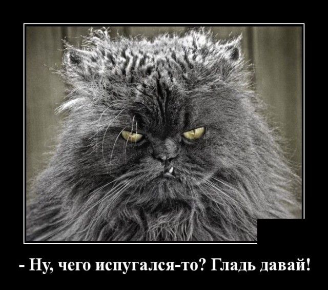 Ну чего испугался то Гладь давай