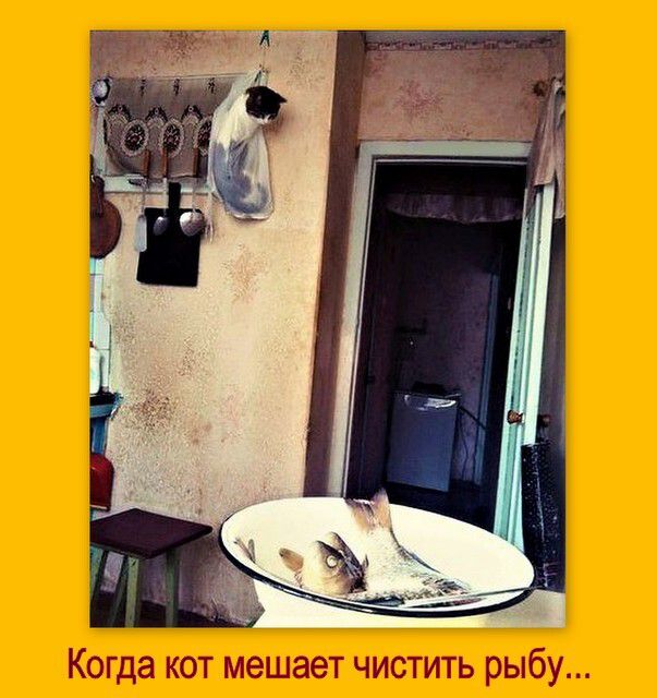 Когда кот мешает чистить рыбу