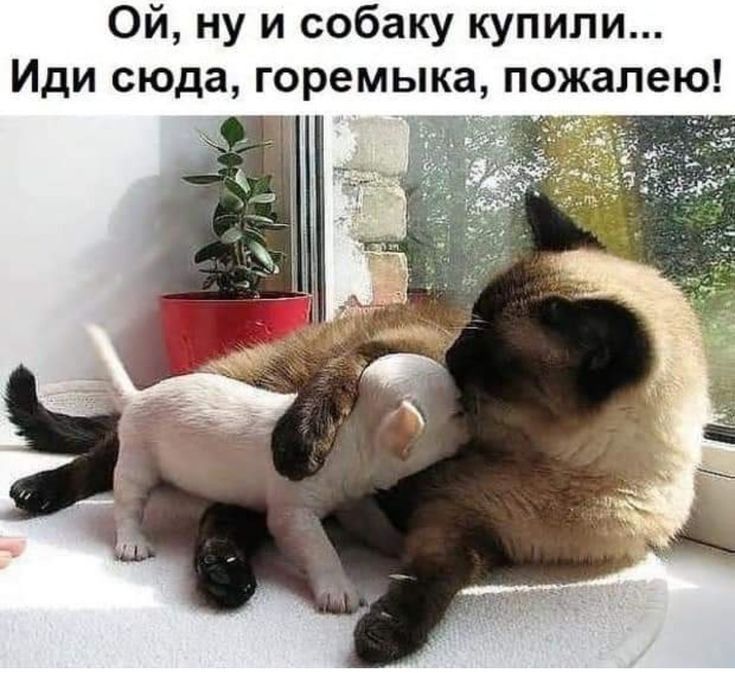 Ой ну и собаку купили Иди сюда горемыка пожалею