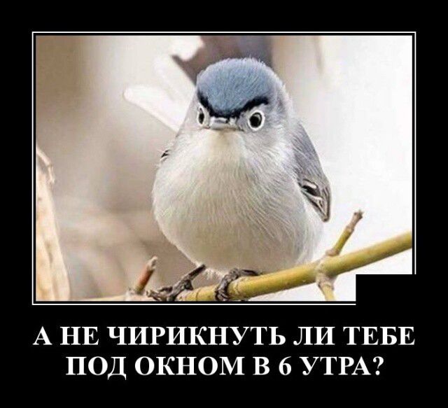 А НЕ ЧИРИКНУТЬ ЛИ ТЕБЕ ПОД ОКНОМ В 6 УТРА