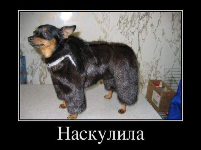 Наскулила