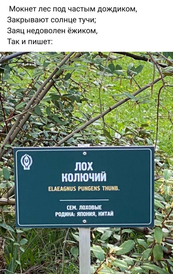 Мекнет пес под частым дождиком Закрывают солнце тучи Заяц недоволен ёжиком Так и пише ИПЛЮЧИЙ ЕЦЕАБНЩ РЦНБЕНБ ШШШ