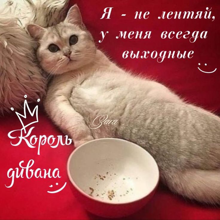 Я не лентяй у меня всегда выжауиые