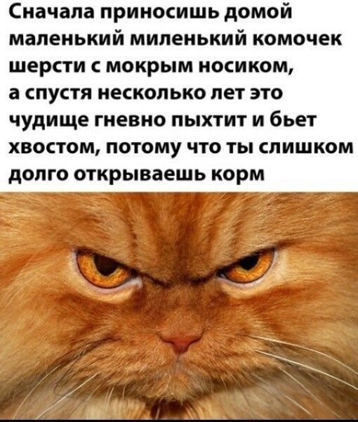 Сначала приносишь домой маленький миленький комочек шерсти мокрым носиком а спустя несколько лет это чудище гневно пыхтит и бьет хвостом потому что ты слишком долго открываешь корм _с