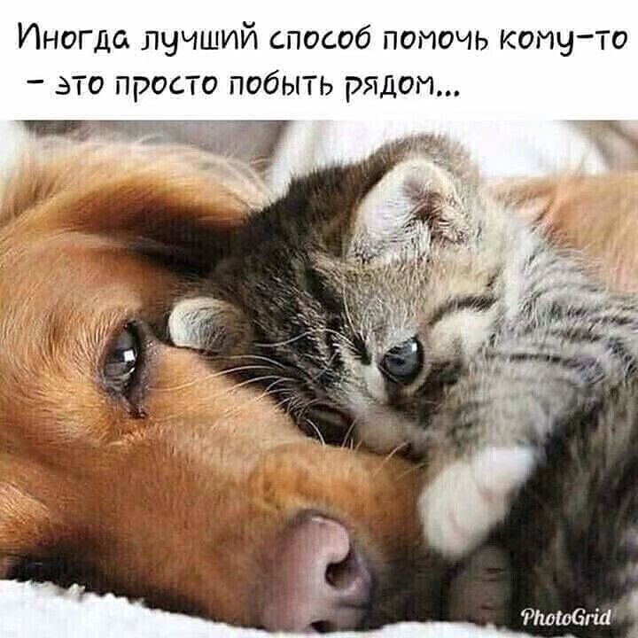 Иногда лучший способ помочь коту та это просто побыть рядом іпиобйп