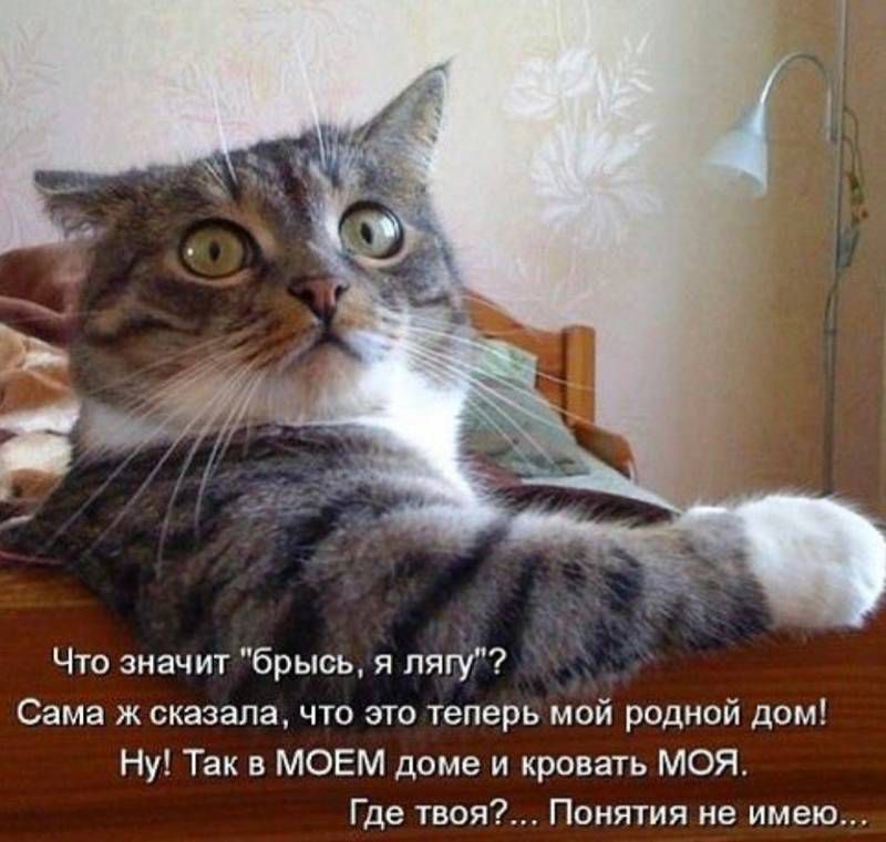 Что эначиг брысъ я пту Сама ж сказала что это теперь мой родной дом Ну Так в МОЕМ доме и кровать МОЯ Где твпя Понтия не имею