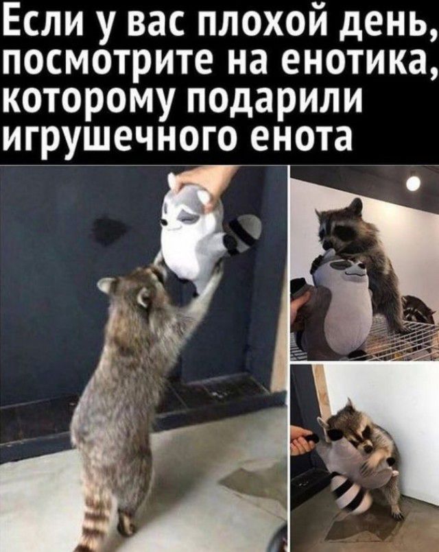 Если у вас плохой день посмотрите на енотика которому подарили игрушечного енота
