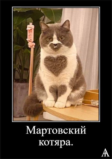 Мартовский котяра