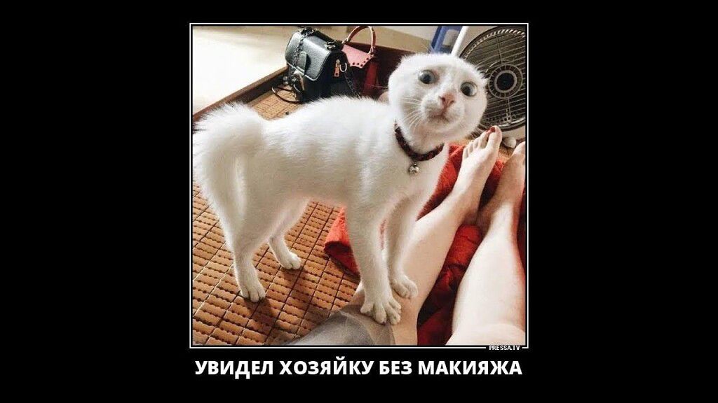 жиды хпзяйку ш мдкияжд