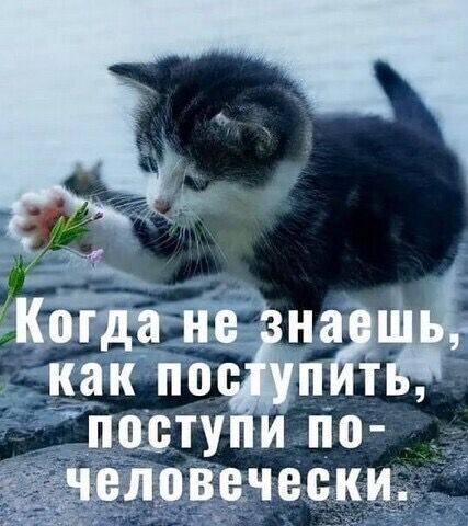 пешу по еческь д