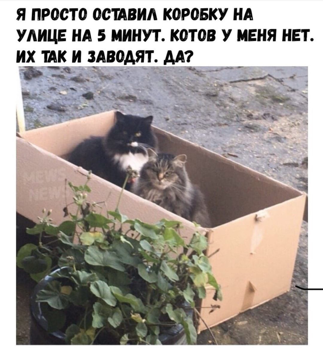 Я просто осилил КОРОБКУ НА УЛИЦЕ НА 5 МИНУТ КОТБВ У МЕНЯ НЕТ ИХ ТИК И ЗА80АЯТ АА
