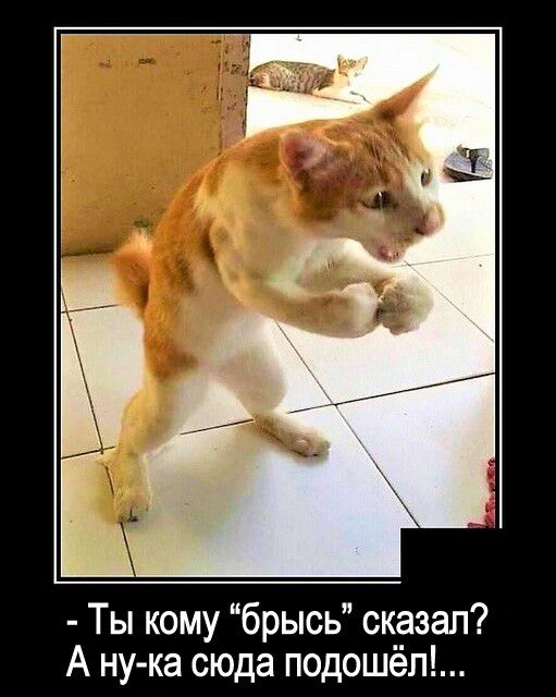 Ты кому брысь сказал А нука сюда подошёп