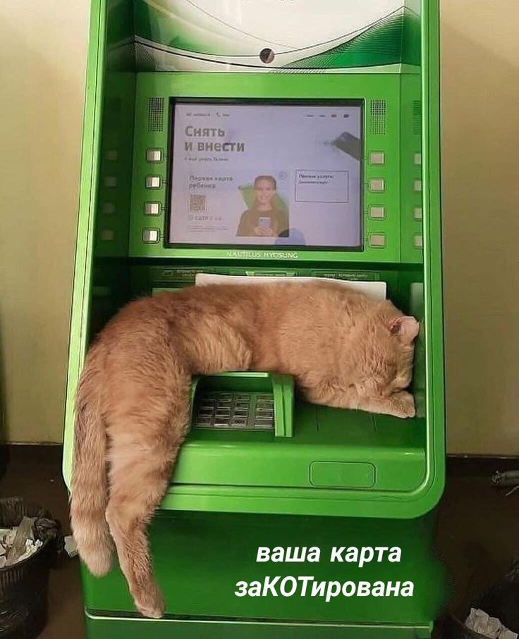 ваша карта заКОТиравана
