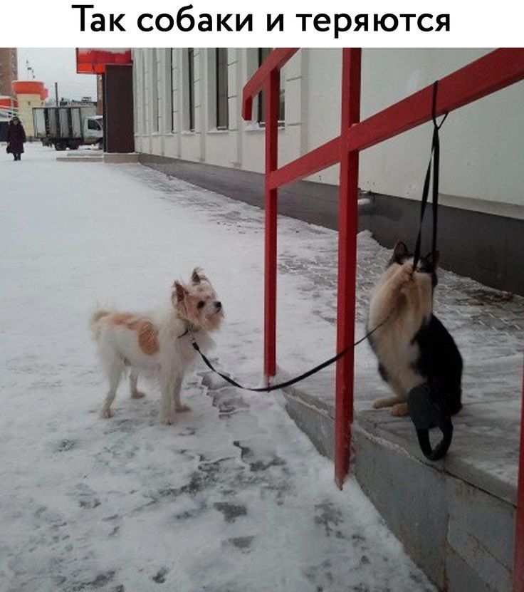 Так собаки и теряются