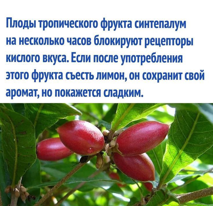 Плоды тропического фрукта сиитепалум на несколько часов блокируют рецепторы кислого вкуса Если после употребления этого фрукта съесть лимон он сохранит свой аромат но покажется сладким