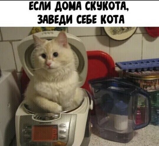 ЕСЛИ доки СКЧКОТЯ ЗАВЕДИ СЕБЕ КОТА