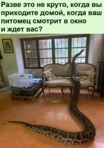 Разве это не круто когда вы приходите домой когда ваш питомец смотрит в окно и ждет вас