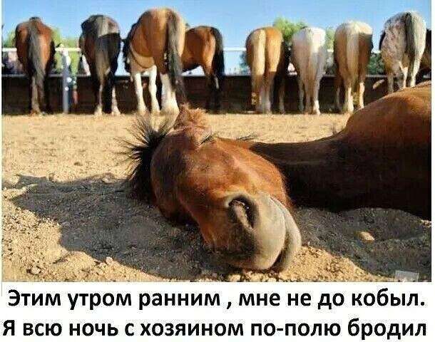 Этим утром ранним мне не до кобыгь Я всю ночь с хозяином по полю бродил